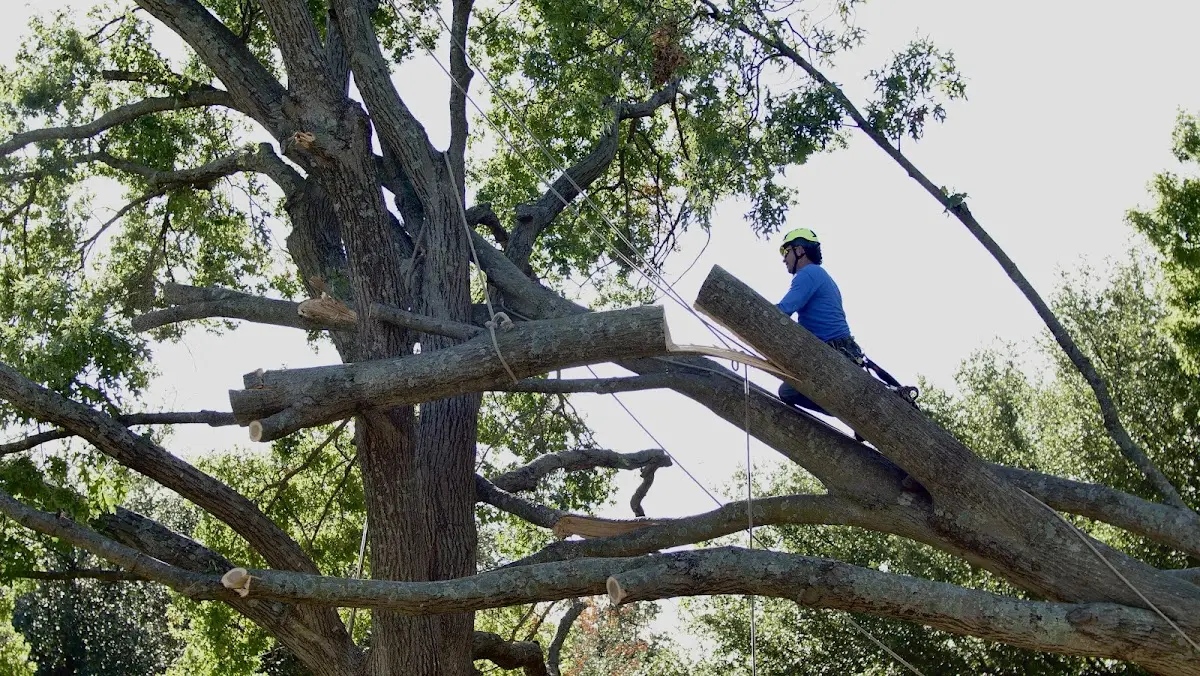 Professional Crown Thinning performed by certified arborists in Umbarger