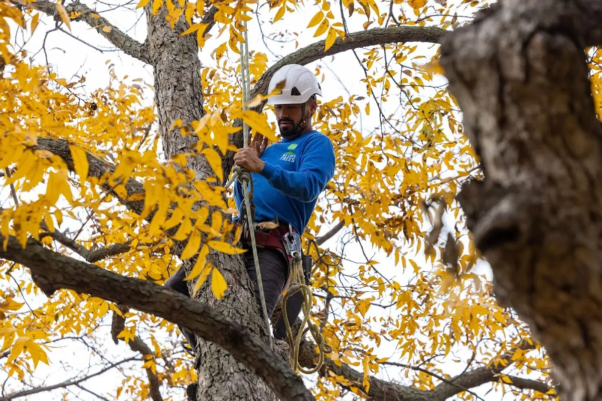 Skilled Tree Transplanting crew working in Umbarger